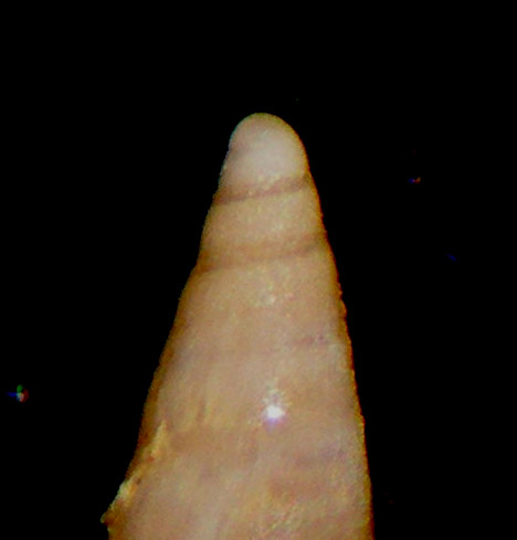 Sticteulima jaeffreysi??